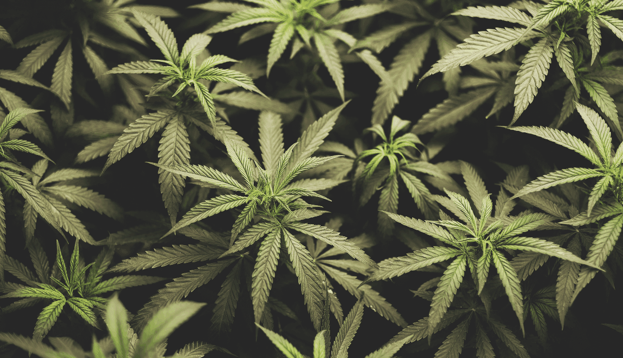 Draufsicht auf mehrere Cannabispflanzen